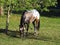 Horse under the tree