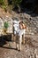 Horse used to transport tired tourists in Samaria Gorge in central Crete