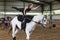 Horse Vaulting Woman Equestrian