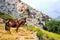 Horse and village in atlas mountains, morocco