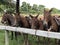 Horse vision of herd on grass pasture system