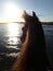 Horse in the Wadden Sea