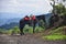 Horse waiting for hikers on active volcano Pacaya near Antigua in Guatemala, Central America