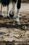 Horse on a walk kicks a hoof. Close-up