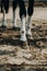 Horse on a walk kicks a hoof. Close-up