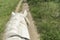 The horse is walking along the field. view from above