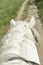 The horse is walking along the field. view from above. vertical photo