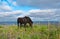 The horse walking around the coastline