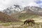 A horse walking in a beautiful Himalayan valley