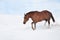 Horse walking in deep snow field