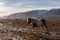 A Horse walking in the field at farmland in winter