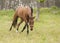 Horse walking in the forest