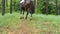 Horse walking in green grass at forest with female jockey