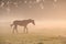 Horse walking in morning mist