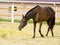 horse walking in the paddock at the background of the house with red roof