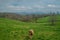 Horse walking in the pasture