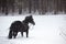 The horse walking in winter woods
