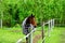 Horse walks in a clearing behind a fence