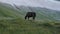 A horse walks through the grass in a high mountain pasture. There is a snowy slope in the background. The concept of pets in the w