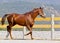 Horse walks on the sand near the fence in the paddock