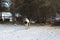 A horse walks on the street in the forest in winter in a paddock on a farm in the snow