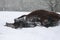 Horse wallows in the snow during a snowfall