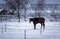 The horse was walking in the winter in a warm blanket
