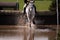 Horse at water jump 3