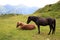 Horse, The Way from Schlossalm to Bad Hofgastein, Austria