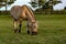 Horse wearing a grazing muzzle