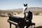 Horse wearing tuxedo playing piano in middle of desert. Abstract surreal background. AI generated