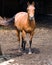 Horse on West Virginia Farm