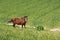 Horse and wheat field