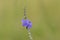 horse whip plant (Stachytarpheta jamaicensis) with purple flowers