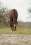 horse with the white blaze eating grass on the sand