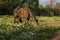 Horse with the white blaze eating the green grass