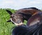 Horse with a white blaze on the head bites its black tail