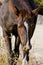 Horse with a white blaze on the head is close to the dry plant