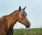 Horse with a white blaze on her head walks on the green field