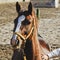 horse with a white blaze on his head is in the sand with the hand of man on the side