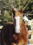 Horse with a white blaze on his head is standing on background of the winter forest