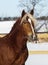 Horse with a white blaze on his head is standing on background of the winter forest