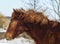 Horse with a white blaze on his head is standing on background of the winter forest