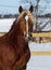 Horse with a white blaze on his head is standing on background of the winter forest