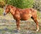 horse with a white blaze on his head are standing on a grass on a background of trees