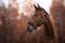 Horse with white spot in forehead in the evening in autumn landscape