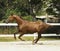 Horse with a white spot on it\'s head is running in the paddock next to white fence