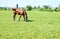 Horse in wildflower meadow