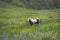 Horse in Wildflowers