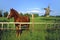 Horse with windmill.